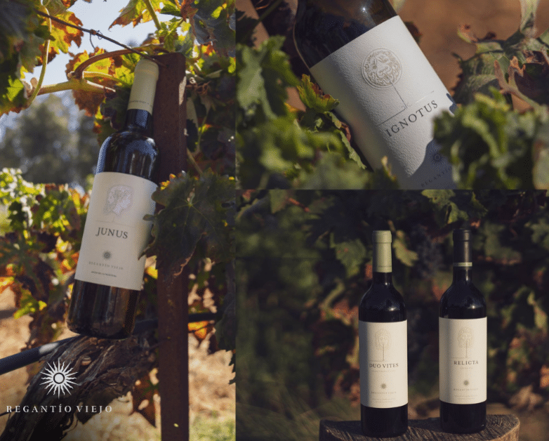 Mimub Transformación de Cepas Ancestrales: La Nueva Era de Regantío Antiguo en Vinos